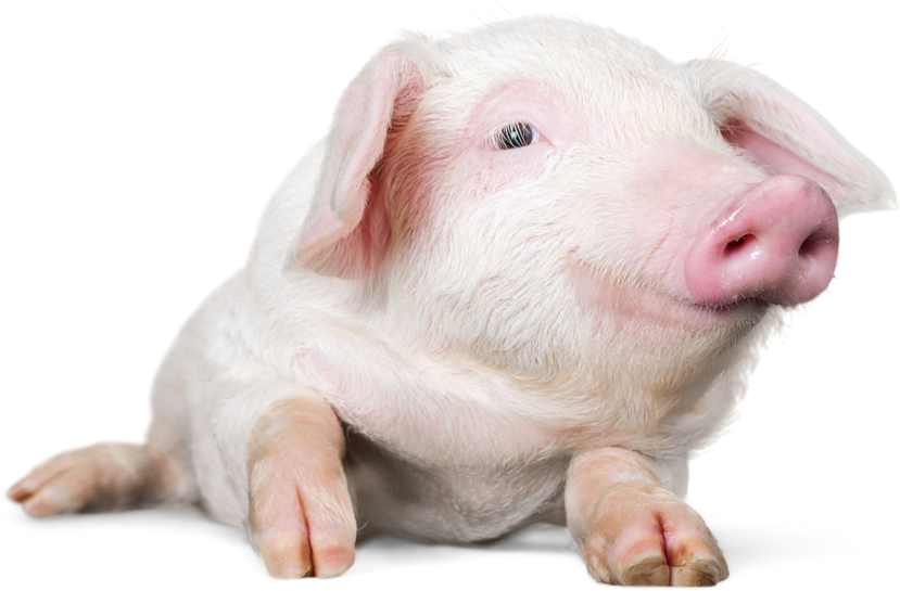 Smiling Piglet Laying down - Isolated Image