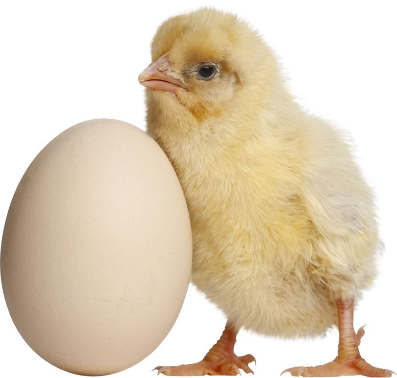 Chick with Egg, 2 Days Old